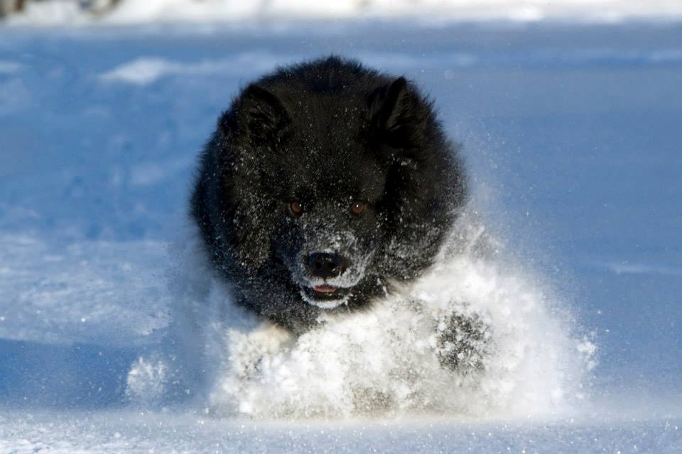 Schwedischer Lapphund im Schnee